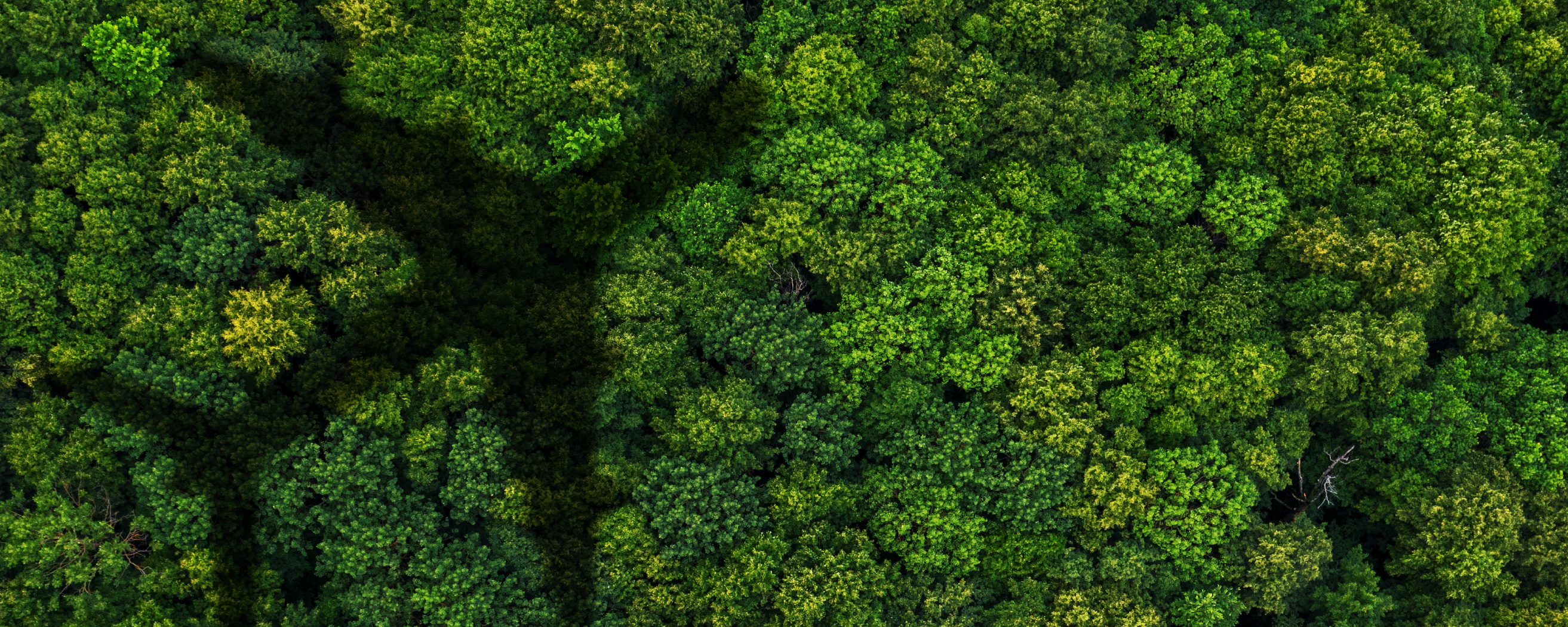 overhead view of a forest with a shadow of an airplane